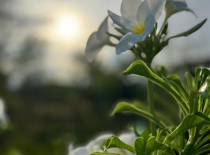 La Plumerias Ferieanlegg Moalboal