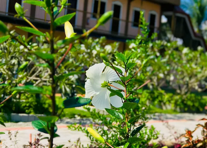 渡假村 La Plumerias