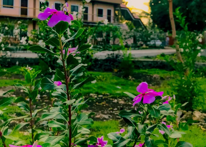 La Plumerias