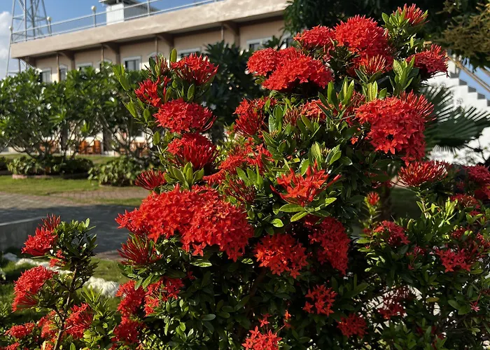 渡假村 La Plumerias
