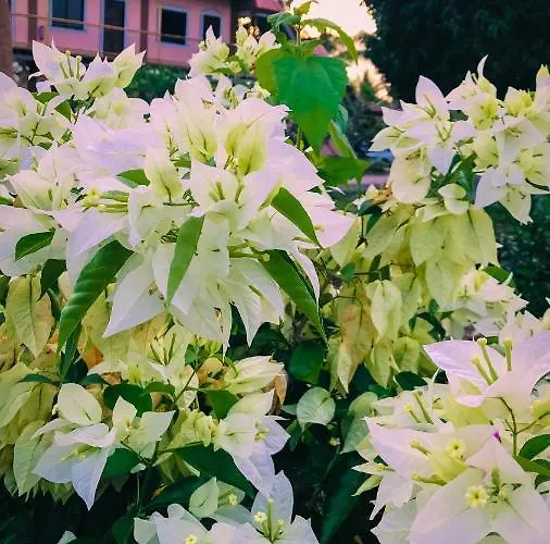 La Plumerias 리조트 2*